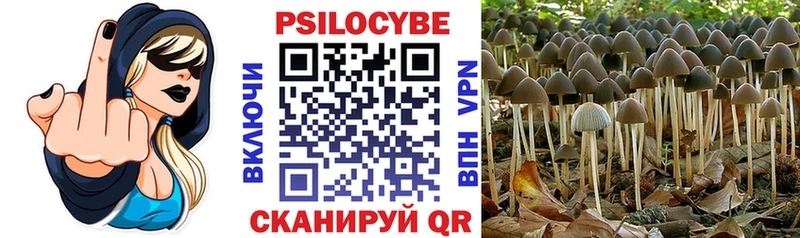 дарнет шоп  Ленинск-Кузнецкий  omg tor  Псилоцибиновые грибы Magic Shrooms 