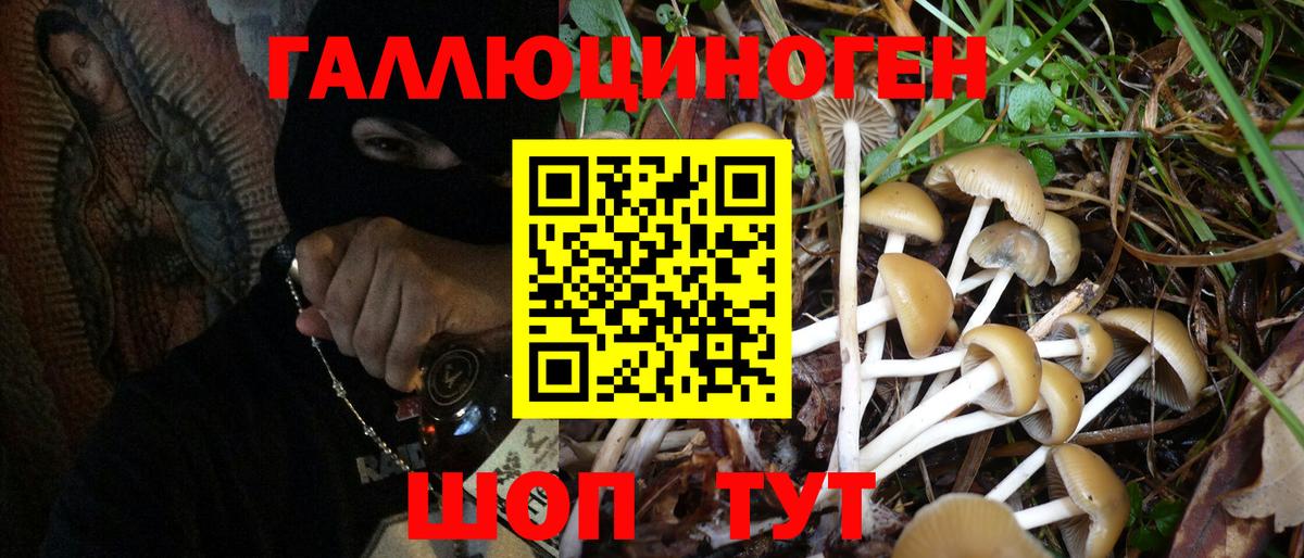 Галлюциногенные грибы GOLDEN TEACHER  Галлюциногенные грибы Psilocybine cubensis  Ленинск-Кузнецкий 
